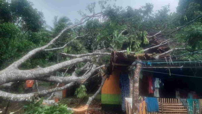 Pohon Petai Tumbang, Timpa Rumah Warga Langkaplancar Pangandaran