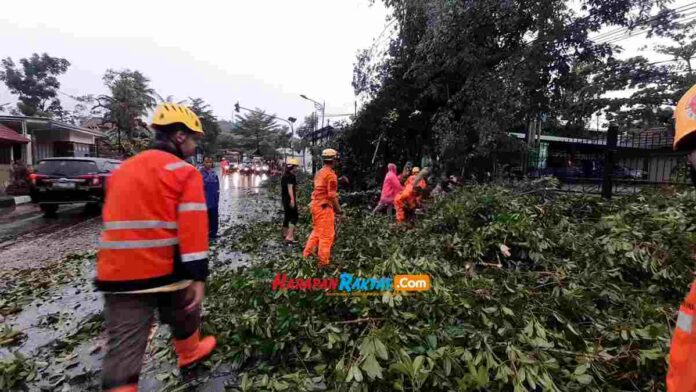 Pohon Tumbang di Jalan Siliwangi Kota Banjar, Lalu Lintas Tersendat