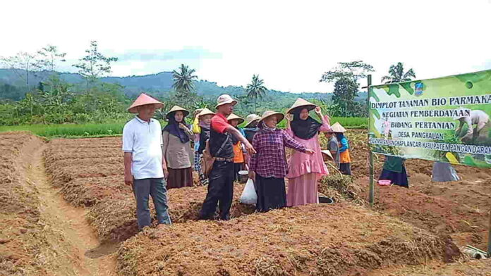 Poktan Situhiang dan Ibu-ibu PKK di Pangkalan Pangandaran Tanam Kencur