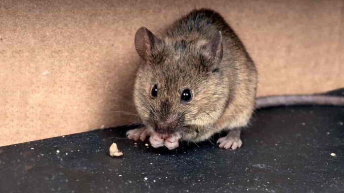 Racun Tikus