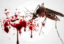 Pemkot Bandung baru terima nyamuk berbakteri Wolbachia untuk satu kelurahan di Ujungberung
