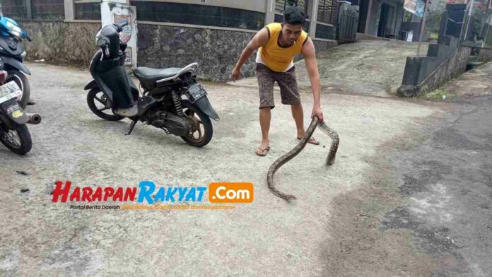 Ular Sanca Pemangsa Ayam