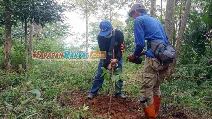 Warga Sukaratu Ciamis Kompak Tanam Pohon Pala di Tanah Milik Desa
