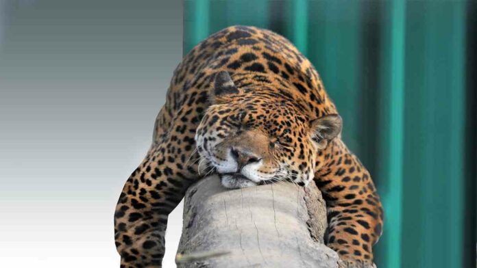 Alat Gerak pada Hewan dalam Klasifikasi Vertebrata dan Invertebrata