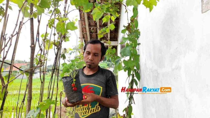 Anggur dalam Pot