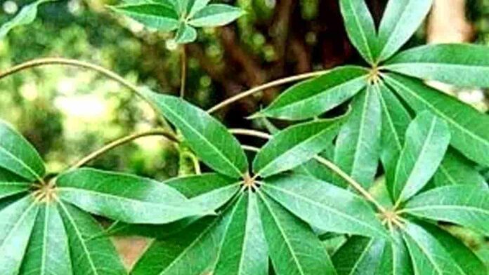 Daun Randu
