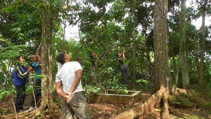 Meresahkan, Monyet Liar di Pamarican Ciamis Terpaksa Dilumpuhkan