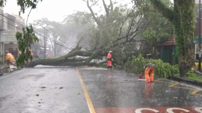 Pohon Raksasa Tumbang di Tasikmalaya