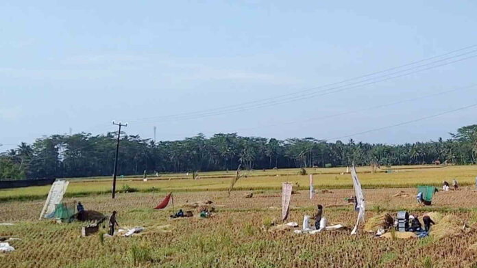 50 Hektar Sawah di Pangandaran Gagal Panen Karena Kekeringan