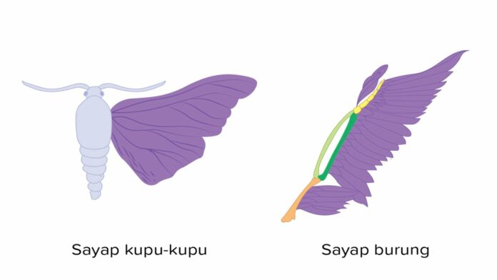 Contoh Organ Analog pada Hewan Jadi Bukti Evolusi yang Menakjubkan!