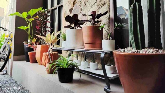 Desain Taman Depan Rumah dengan Pot Ide Terbaik Kesan Alami