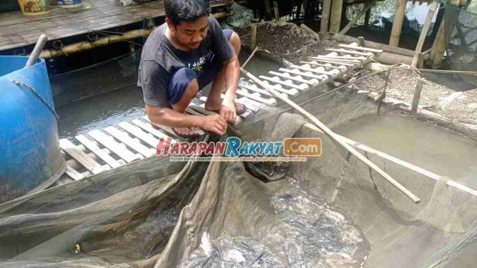 Harga Ikan Tawar di Kota Tasikmalaya Merangkak Naik