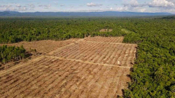 Hutan Adat Suku Namblong Terkena Imbas, Pemerintah Janji Hentikan Izin