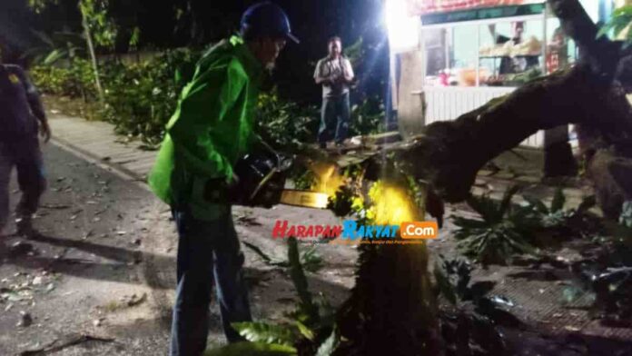 Pohon Tumbang