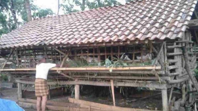 Teror maling ternak