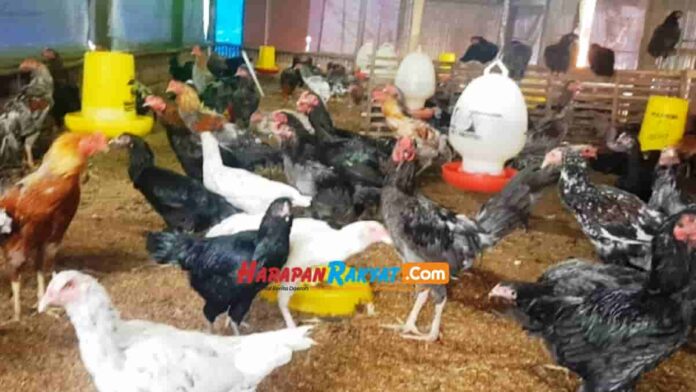 Harga Daging Ayam
