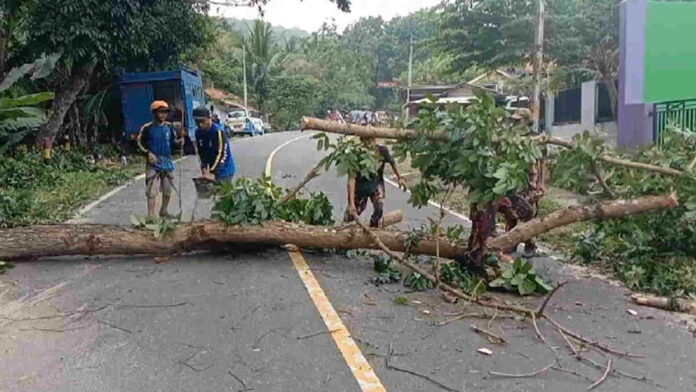 Minimalisir Bencana di Jalur Mudik, Tagana Pangandaran Pangkas Pohon