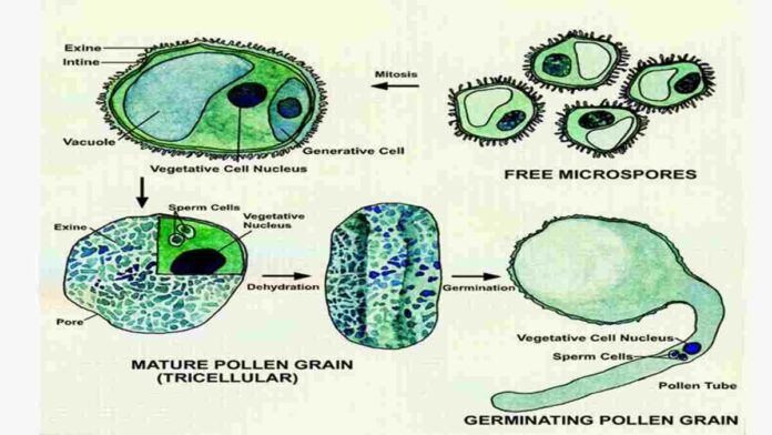 Perbedaan Mikrosporogenesis dan Megasporogenesis pada Tumbuhan