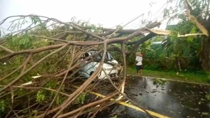 Pohon Besar Bertumbangan di Jalan Raya Ciamis-Banjar, 1 Mobil Ikut Tertimpa