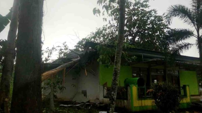 Pohon Tumbang
