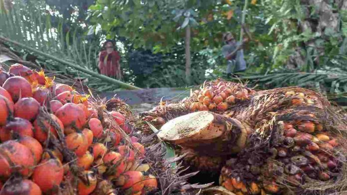 Saham Komoditas Sawit di Tengah Tingginya Harga, Ini Rekomendasinya!