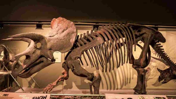 Temuan Fosil Triceratops Horridus Terlengkap Akan Segera Dipamerkan!
