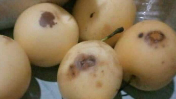 Terima Buah Pir Busuk, KPM BPNT di Tasikmalaya Kecewa