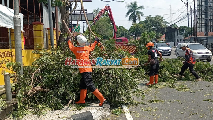Antisipasi Cuaca Ekstrem, BPBD Ciamis Pangkas Pohon Pinggir Jalan
