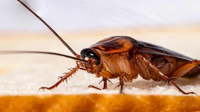 Fakta Menarik Tentang Daur Hidup Kecoa dari Bertelur Hingga Dewasa