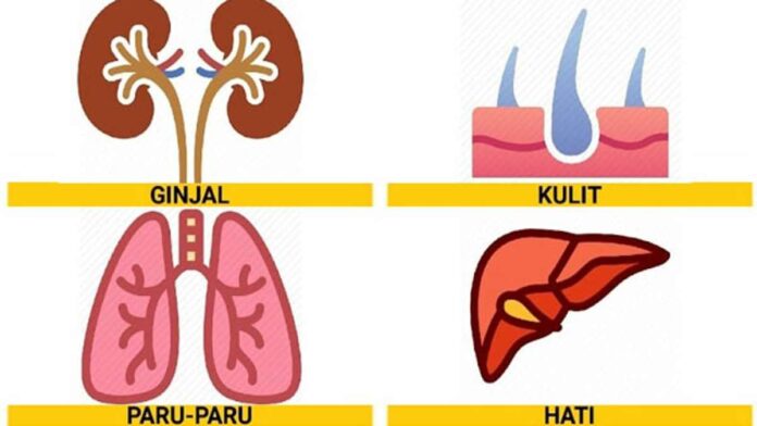 Fungsi Sistem Ekskresi: Paru-Paru, Ginjal, Hati, dan Kulit