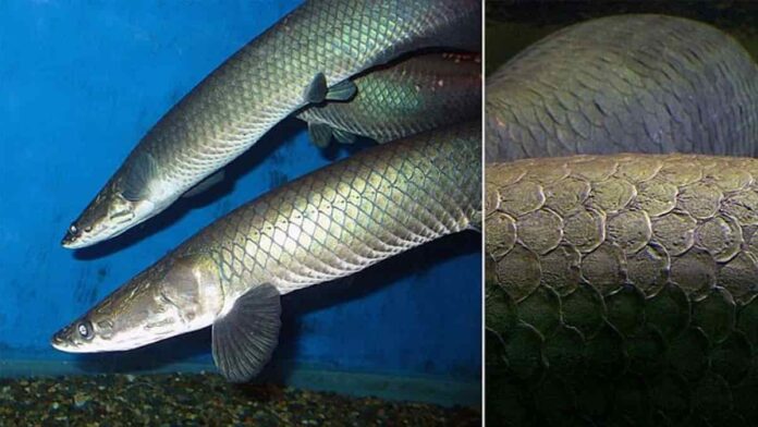 Penemuan Ikan Arapaima di Tangerang yang Viral, Cek Faktanya Berikut!
