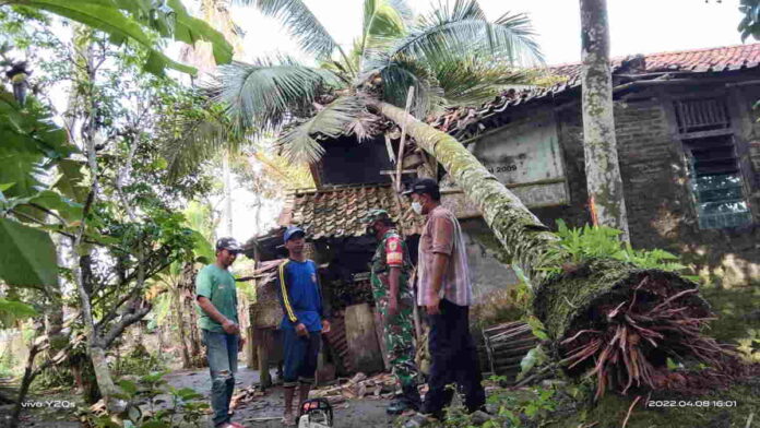 Pohon Kelapa Tumbang, Timpa Rumah Warga Desa Ciherang Ciamis
