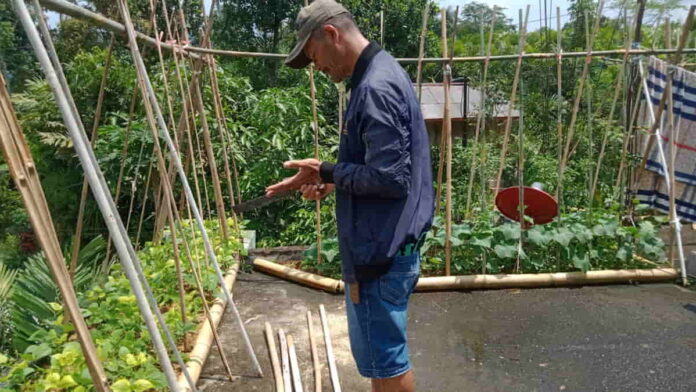 Tanam Sayuran di Atap Rumah