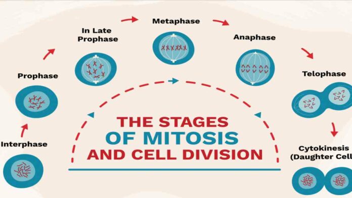Tujuan Pembelahan Mitosis untuk Tubuh, Berikut Ini Ciri-Cirinya!