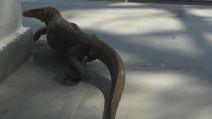 Viral Biawak Masuk Rumah Milik Seorang Warga, Cek Faktanya Berikut!
