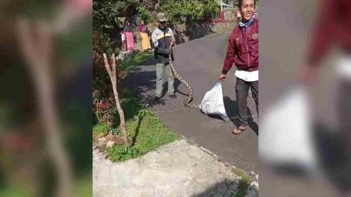 Warga Cipaku Ciamis Tangkap Ular Sanca 3,5 Meter Pemangsa Ternak