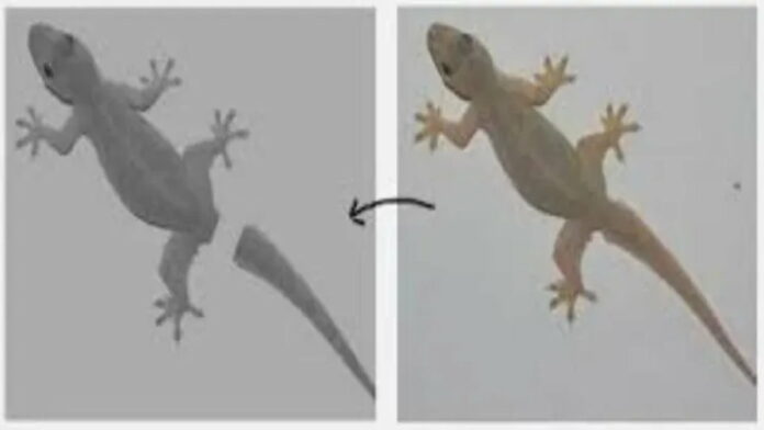 Cara Adaptasi Cicak Melalui Autotomi, Bagaimana Cara Kerjanya?