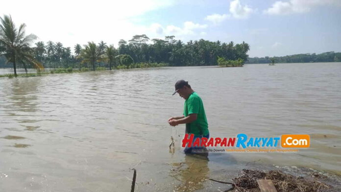 Ratusan Hektar Sawah
