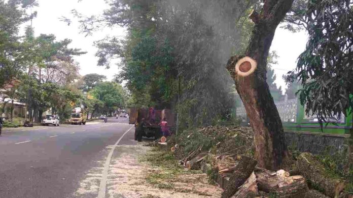 Pohon pinggir jalan