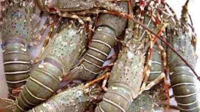 Janji Kapolres Pangandaran ke Pelaku Penangkapan Benih Baby Lobster