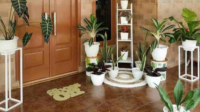 Menata Pot Bunga di Teras Rumah dengan Menggunakan Cara Unik