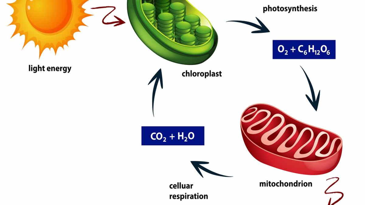 Definition of Cell Respiration, Types, Purpose, and Influencing Factors