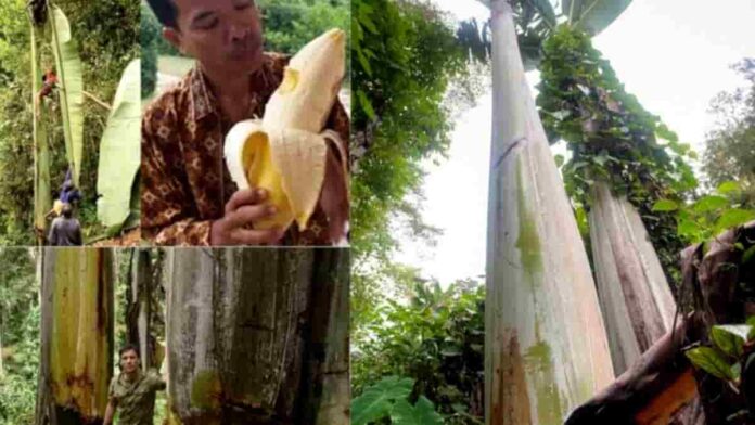 Pisang paling besar