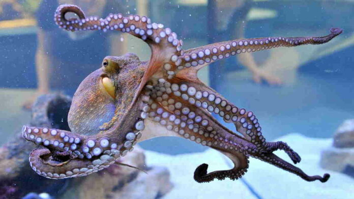 Rahasia Kecerdasan Gurita dan Spesies Cephalopoda Lainnya Terungkap!