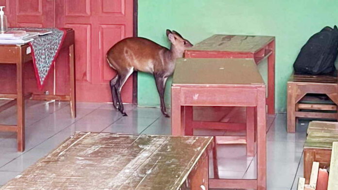 Seekor Mencek Masuk ke Ruang Kelas Sekolah di Ciamis
