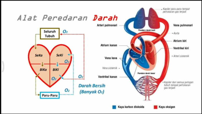 Sistem Sirkulasi Darah pada Manusia, Berikut Ini Macam-macamnya!
