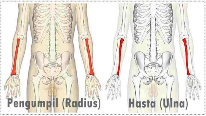 Tulang Hasta dan Pengumpil pada Manusia, Inilah Letak dan Fungsinya!