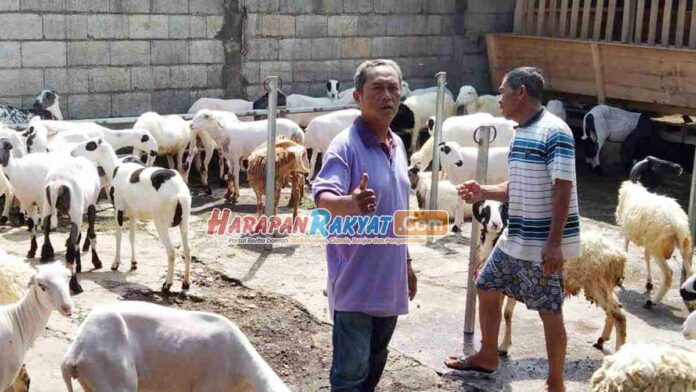 Wabah PMK Merebak, HPDKI Ciamis Imbau Ini ke Anggotanya