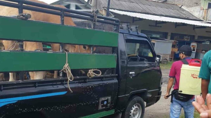 35 Ekor Sapi di Pangandaran Alami Gejala Penyakit Mulut Kuku