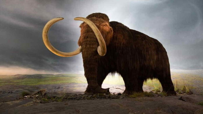 Cara Gajah Purba Mastodon Bermigrasi Berhasil Diungkap Ilmuwan!